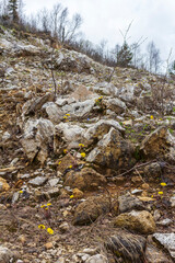 spring, the first buds on trees and flowers on subalpine meadows wake up from hibernation, the birth of a new life in nature.