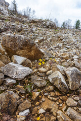 spring, the first buds on trees and flowers on subalpine meadows wake up from hibernation, the birth of a new life in nature.