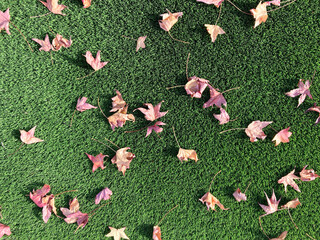Autumn leaves on artificial grass