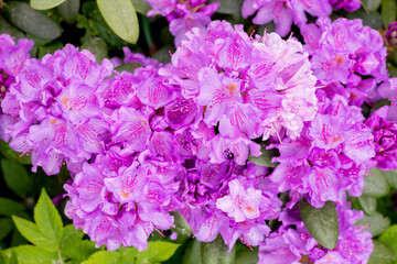 Rhododendron ,beautiful blooming azalea - flowering decorative shrubs. purple flowers of azalea japonica Konigstein - japanese azalea. Pistil and stamens are visible, green leaves in the background.