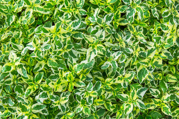 Green leaves background with copyspace. Nature concept for Green Energy earth saving.