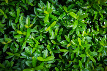 Green leaves background with copyspace. Nature concept for Green Energy earth saving.