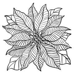 poinsettia flower plant line art drawing illustration - obrazy, fototapety, plakaty