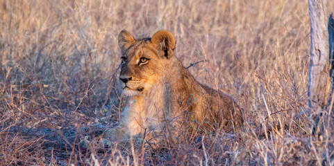 Fototapeta na wymiar Hunting lioness lies in ambush on the African savanna