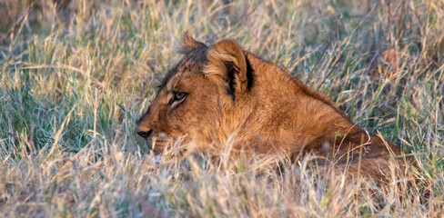 Hunting lioness lies in ambush on the African savanna