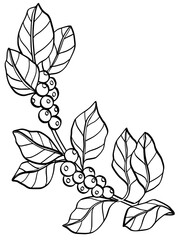 Berry branch line art drawing illustration