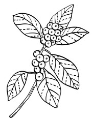 Berry branch line art drawing illustration
