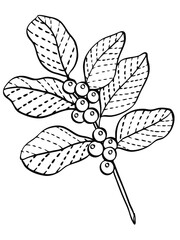 Berry branch line art drawing illustration