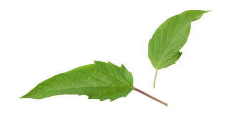 Fresh sesame leaves isolated on the white background, top view.