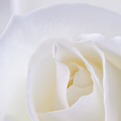 Delicate white rose flower. Macro flowers background for holiday design. Soft focus