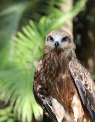 Hawk member of the Accipitridae family. Close up portrait style photo. front facing. 