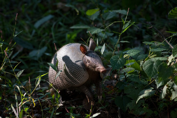 Armadillo Foraging for Food in Forest