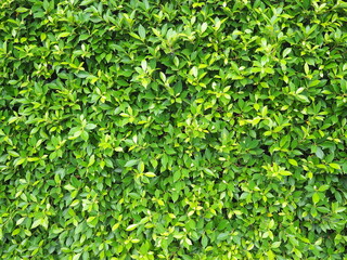 Fototapeta na wymiar Green leaf of Banyan Tree Scientific name : Ficus annulata planted longitudinally as a fence or wall. It is a medium-sized perennial plant that can trap dust and air pollution. 