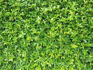 Obraz premium Green leaf of Banyan Tree Scientific name : Ficus annulata planted longitudinally as a fence or wall. It is a medium-sized perennial plant that can trap dust and air pollution. 