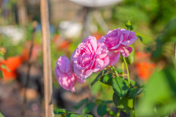 Pink bush roses on flowering garden background.