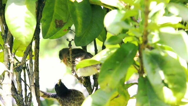 The red-vented bulbul is a member of the bulbul family of passerines, Konda kurullo baby bird, bird babies with open mouths waiting for food