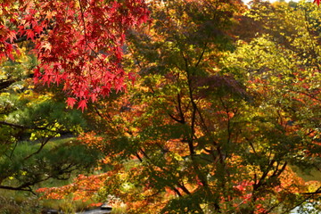 紅葉の季節に真っ赤に色づいたもみじ