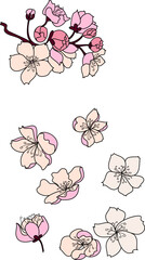 Cherry blossom set illustration for coloring book and printing isolated on white background.