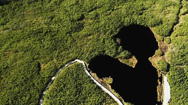Aerial Shot of Famous Lovrenska Black Lake, Marsh, Pond Shaped in Heart Surrounded With Wooden Plank Trail, Dense Dwarf Pine Forest. Rogla, Slovenia.