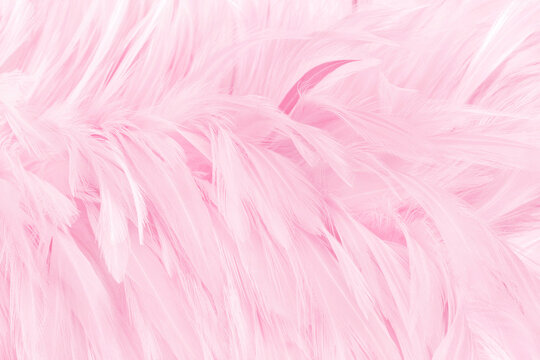 Beautiful light pink bird feathers pattern texture background.