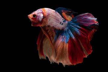 Beautiful movement of red white betta fish, Siamese fighting fish, Betta splendens isolated on black background. Studio shot.