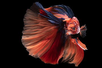 Beautiful movement of red betta fish, Siamese fighting fish, Betta splendens isolated on black...