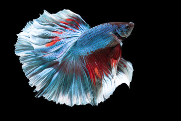 Beautiful movement of blue red betta fish, Siamese fighting fish, Betta splendens isolated on black background. Studio shot.