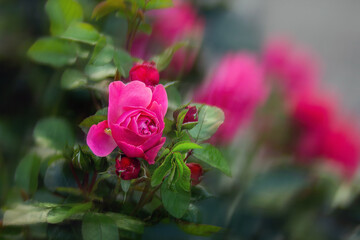Beautiful pink rose blossom on a blurry background