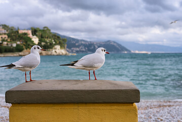 SANTA MARGHERITA LIGURE, ITALY. Seagulls on the coast of a beautiful Italian city on the mediterranean sea on a cloudy day