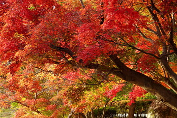 鮮やかに染まる秋の紅葉