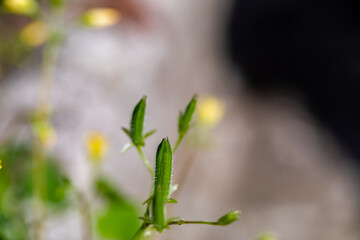 Oxalis dillenii flower growing in meadow	