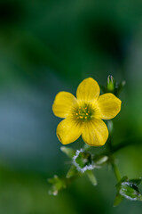 Oxalis dillenii flower growing in meadow	