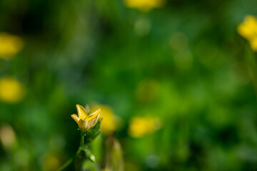 Oxalis dillenii flower growing in meadow	
