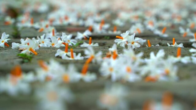 Night jasmine, Seuli or Shefali flower is symbol flower of saradiya or Durga Puja festival in autumn season.