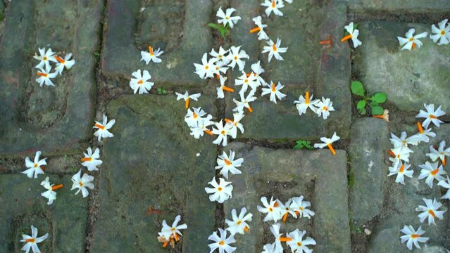 Night jasmine, Seuli or Shefali flower is symbol flower of saradiya or Durga Puja festival in autumn season.