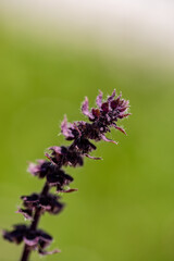 Ocimum kilimandscharicum flower growing in meadow, close up	