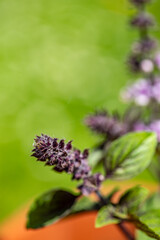 Ocimum kilimandscharicum flower growing in meadow, close up	