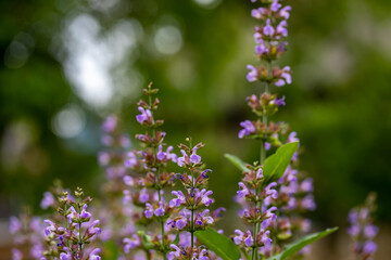 Salvia officinalis flower growing in meadow, close up