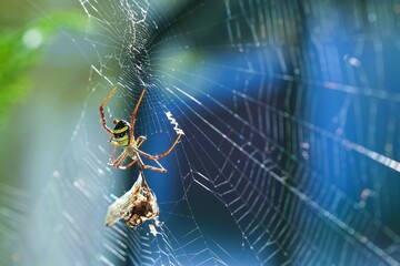 spider photo perched on a spider web