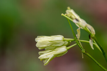 Cardamine enneaphyllos flower growing in meadow, close up	