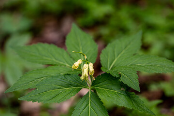 Cardamine enneaphyllos flower growing in meadow, close up	