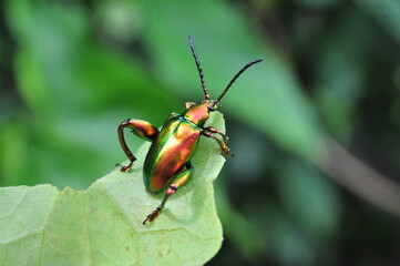 Frog beetle or Sagra buquet is a species of beetle belonging to the family Chrysomelidae