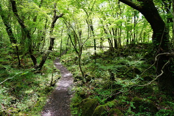 Fototapeta premium refreshing spring forest in the gleaming sunlight