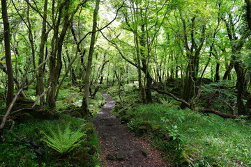 fascinating spring forest in the sunlight