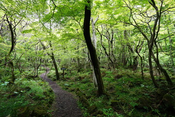 Fototapeta premium spring path through thick wild forest