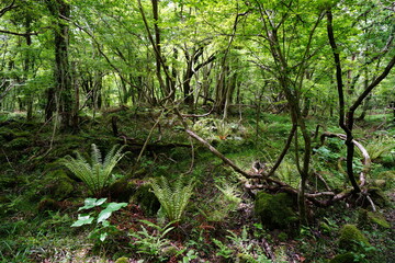 fresh fern in spring forest
