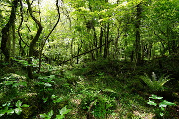 Obraz premium fresh fern in spring forest