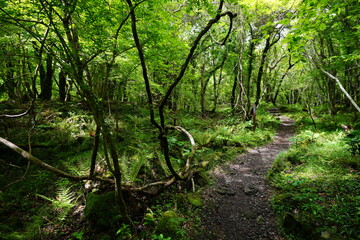 Fototapeta premium refreshing spring forest in the gleaming sunlight