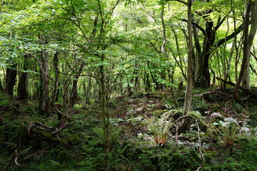 refreshing spring forest in the gleaming sunlight