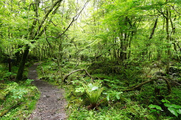 Fototapeta premium fresh fern in spring forest